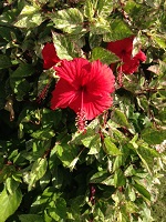 I様／2016年お正月☆グアム４日間